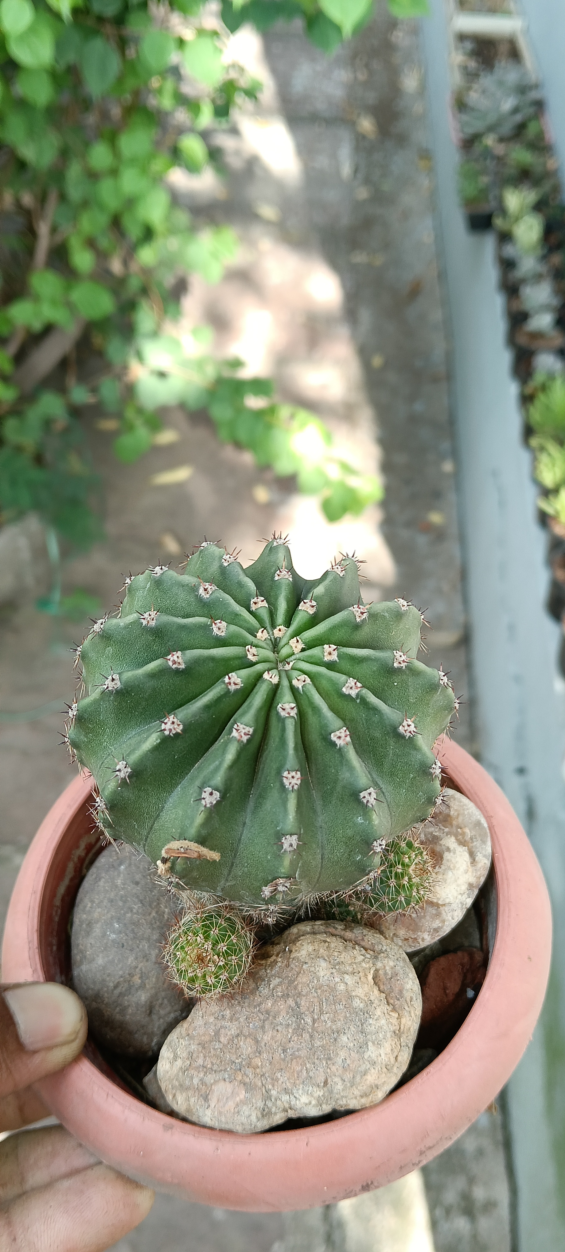 Echinopsis tubiflora is a cactus species