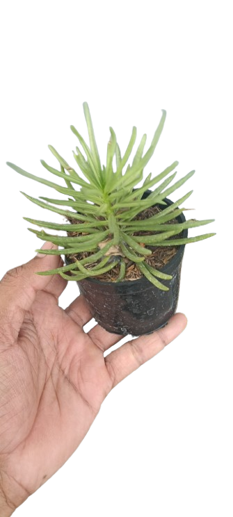 Succulent Plant