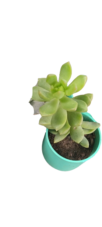 Succulent Plant