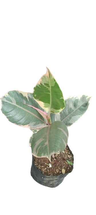 Variegated Rubber Plant