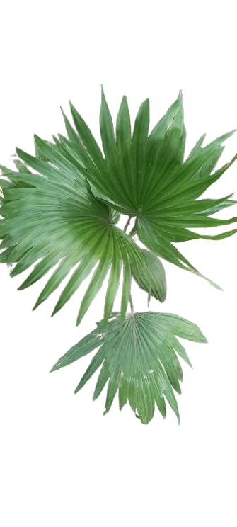 Fan Palm Leaves