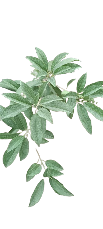 Fresh Sage Leaves