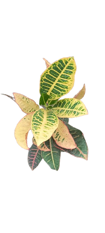 Variegated Croton Plant