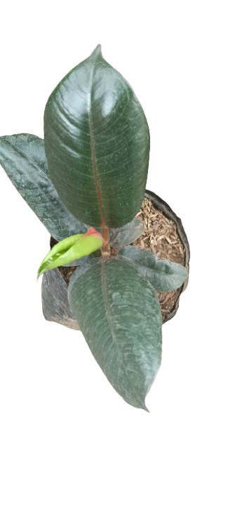 Ficus Elastica Plant