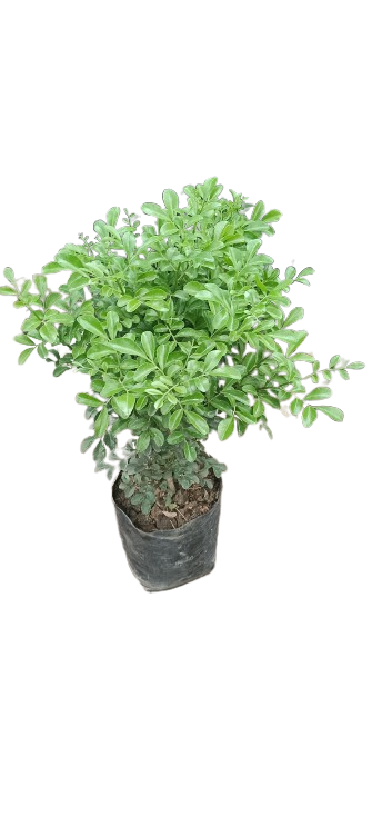 Potted Green Plant madhukamini