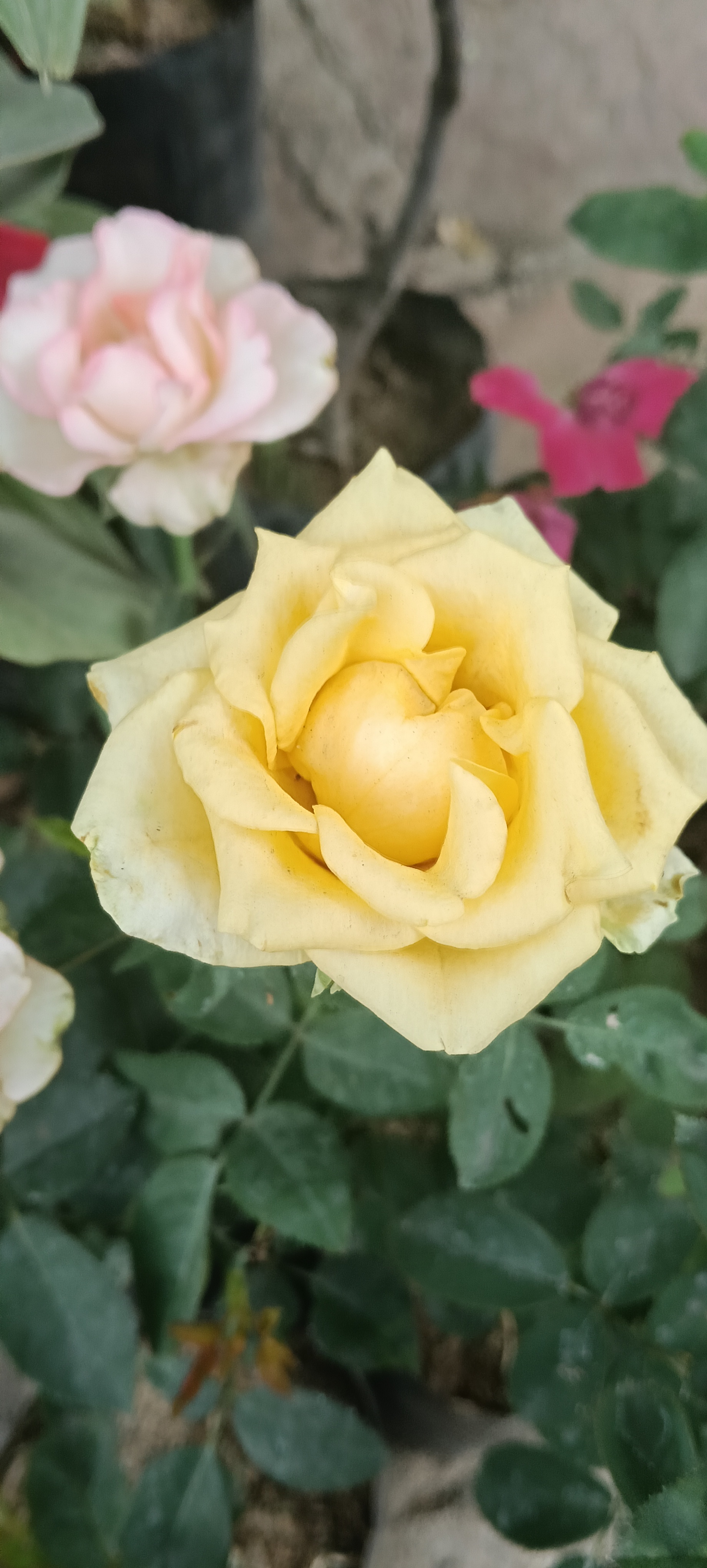 Yellow Rose Plant