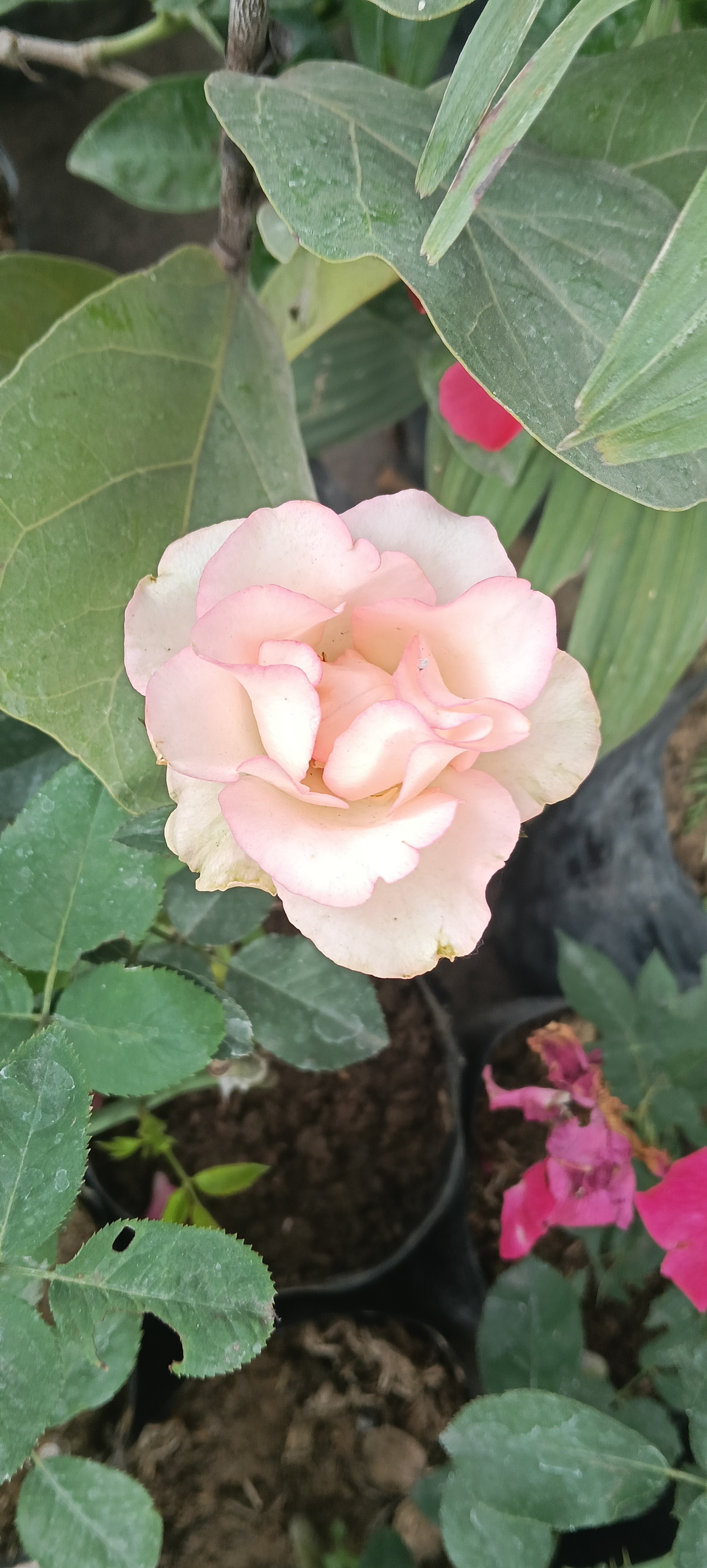 Pink Rose Plant