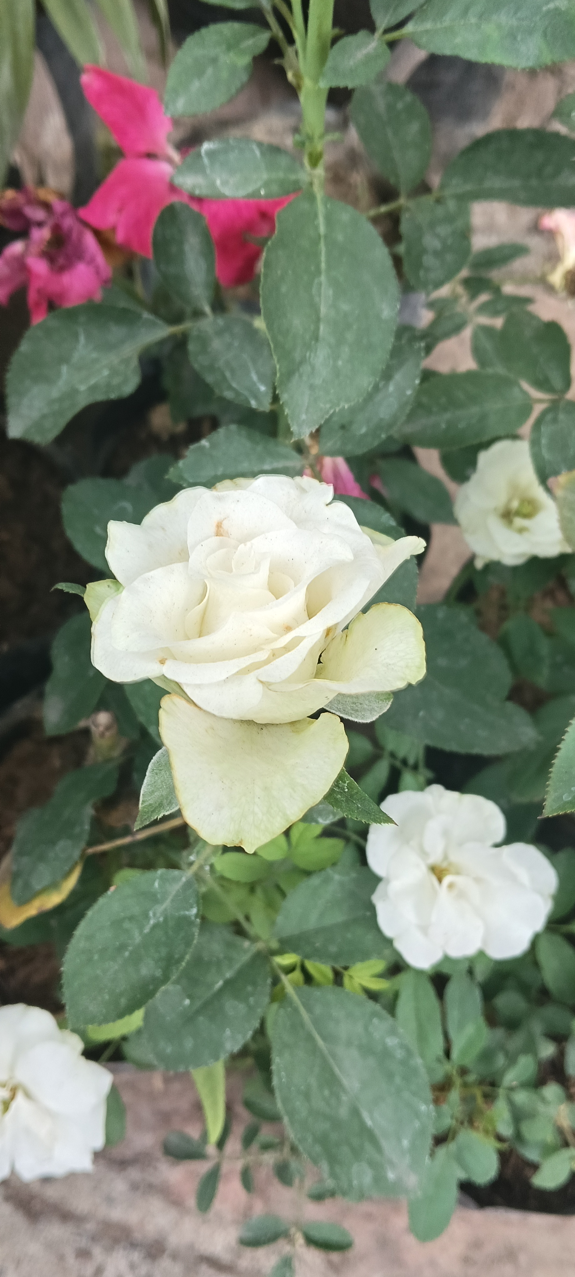 White Rose Plant