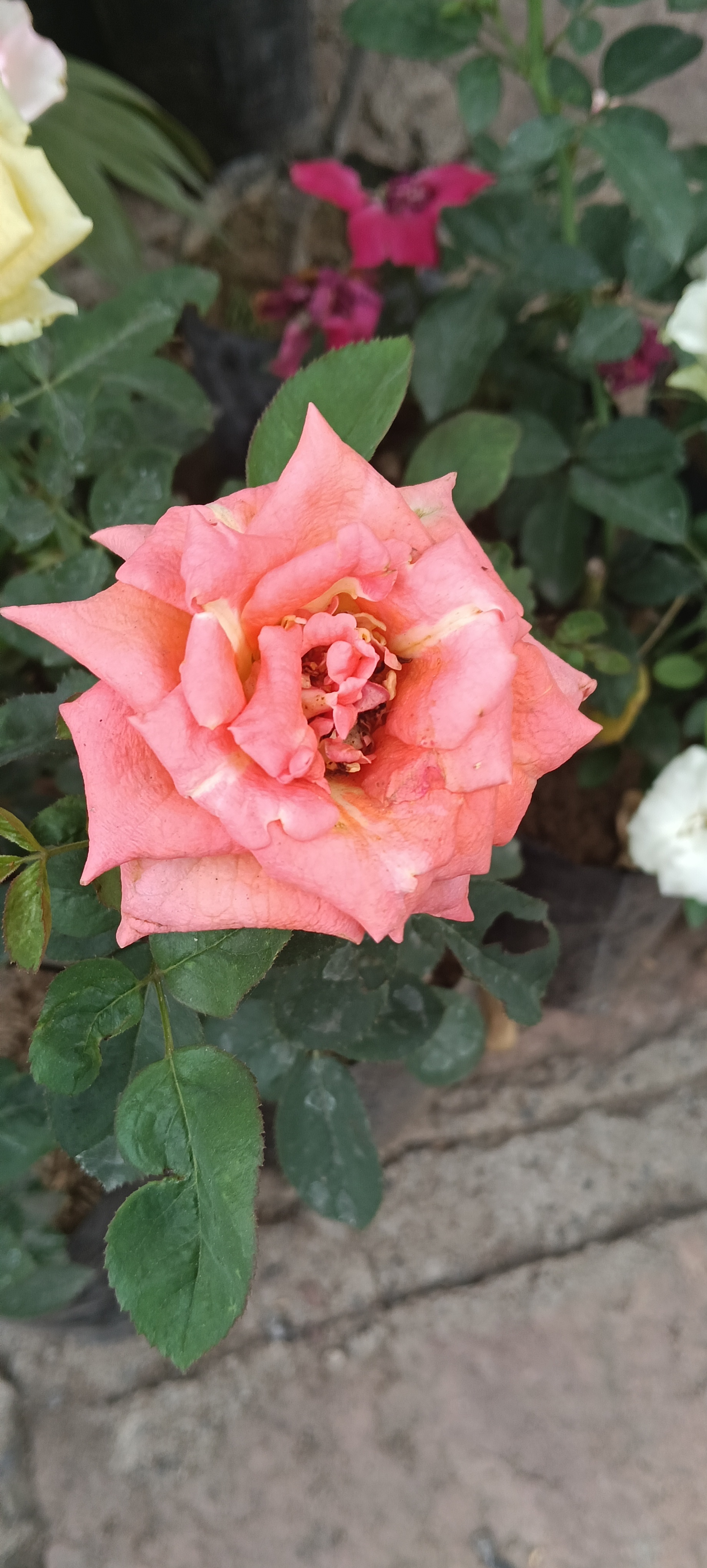 Pink Rose Plant
