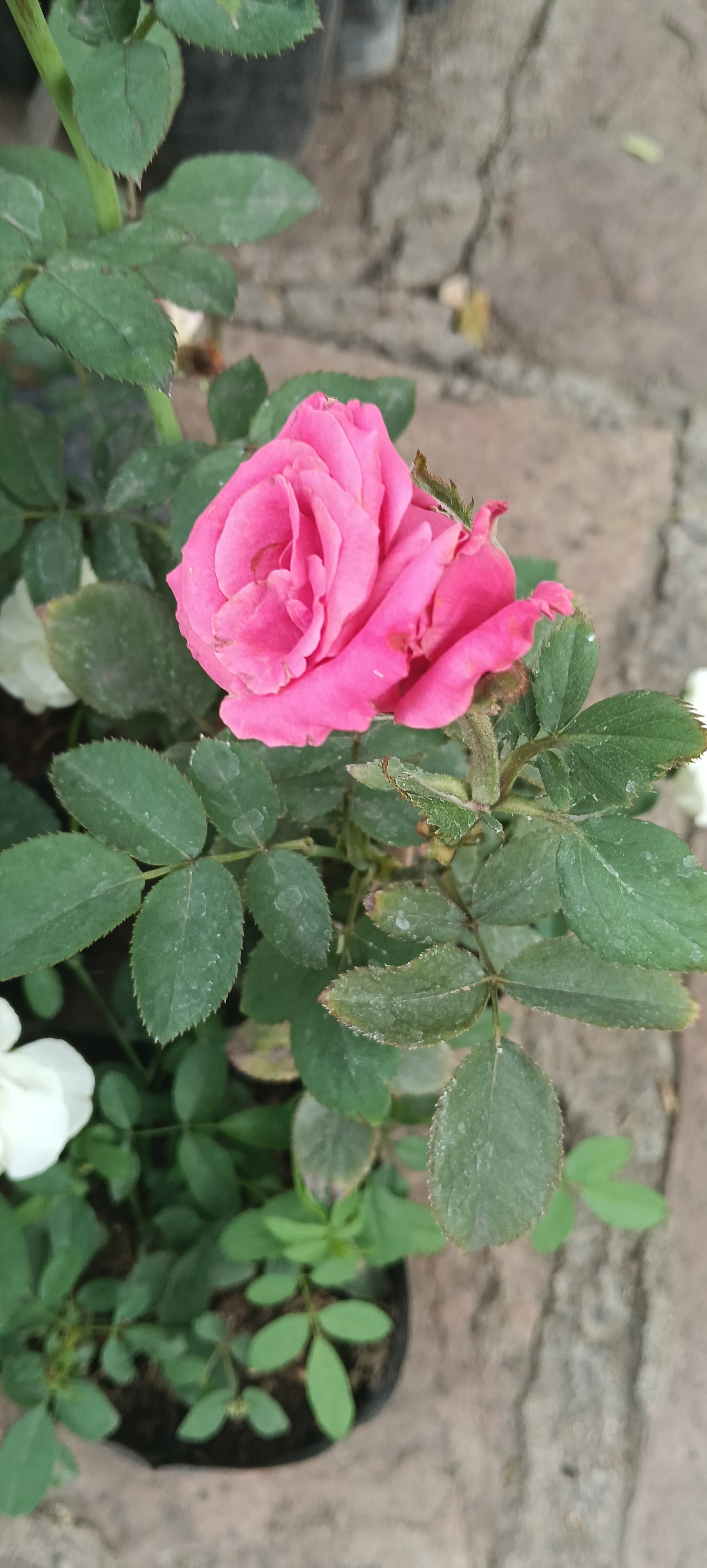 Pink Rose Plant