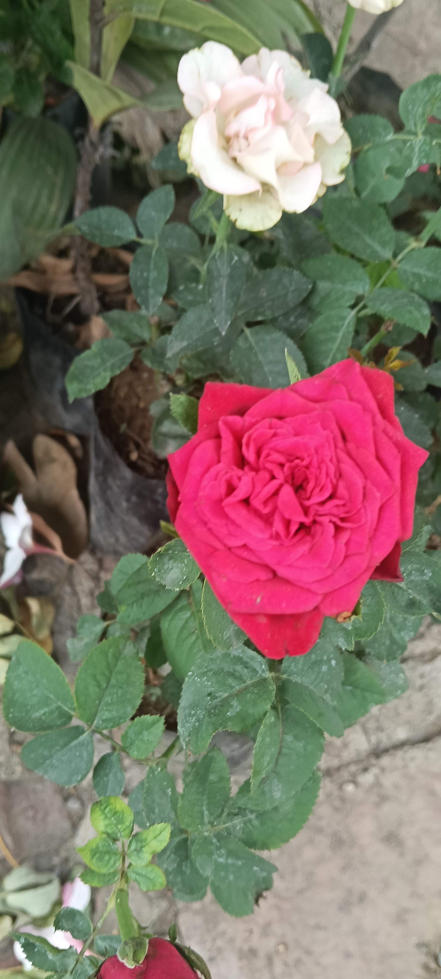Rose Plant