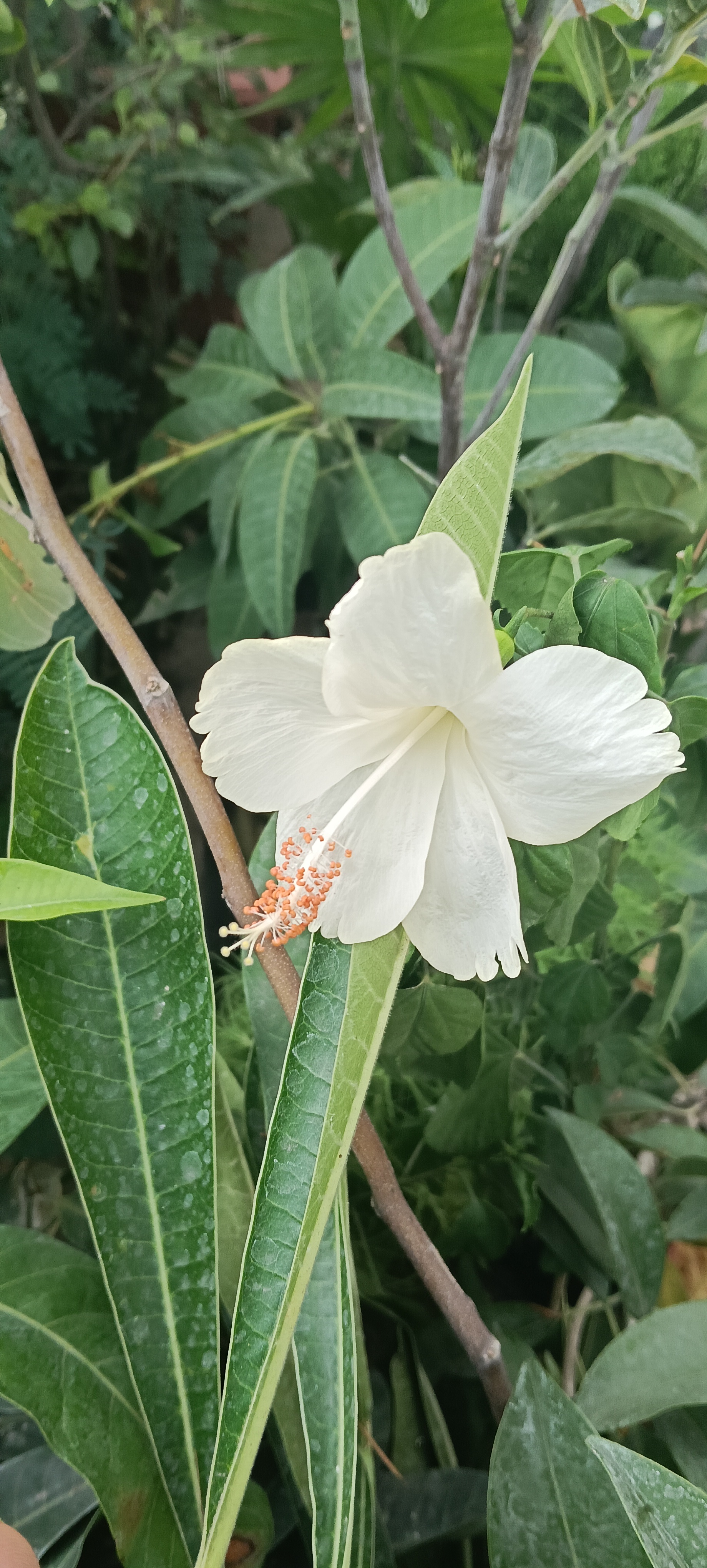 White Hibiscus Flower