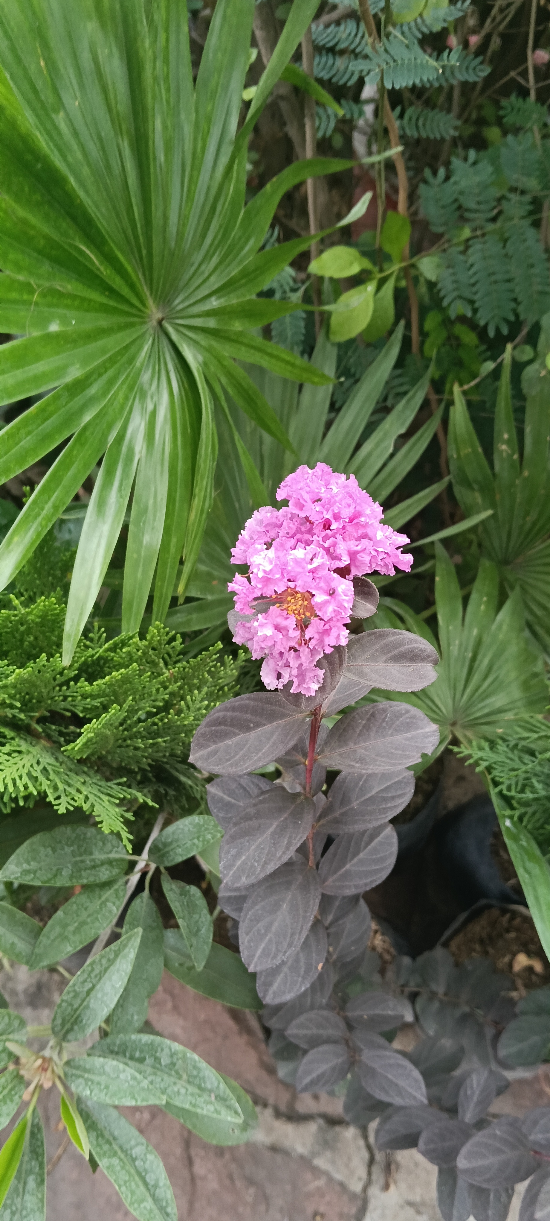 Burush Plant