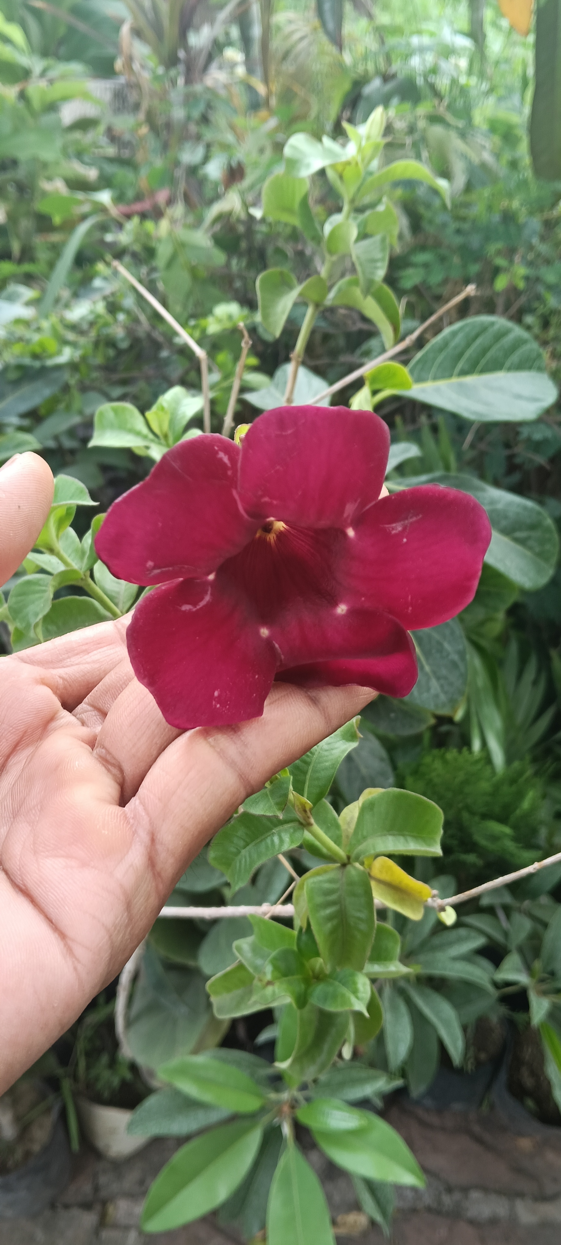 Red almanda Flowering Plant