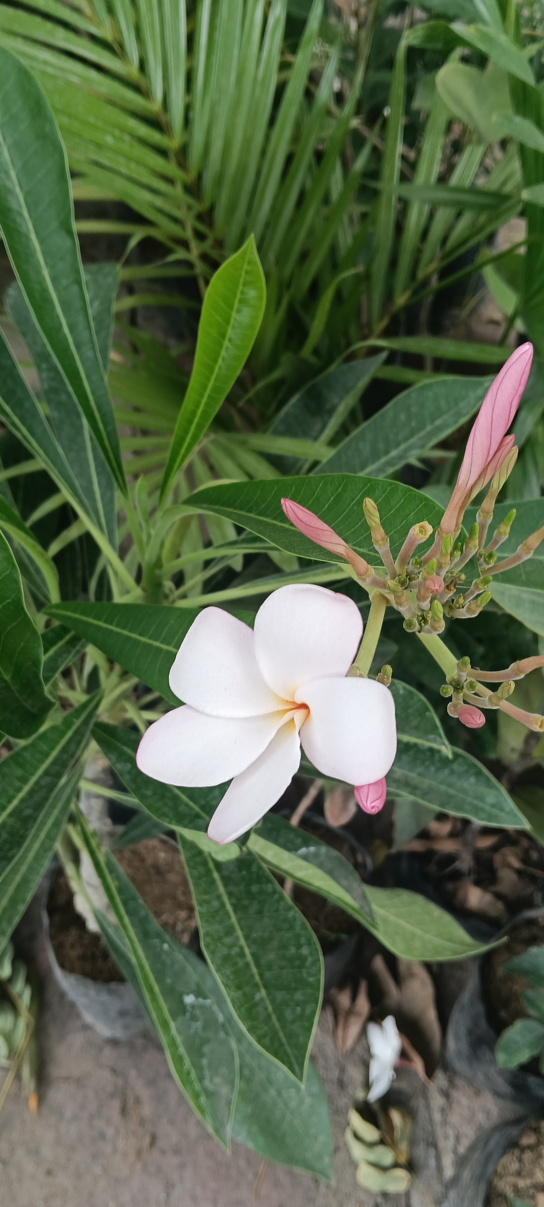 White and Pink Plumeria Plant