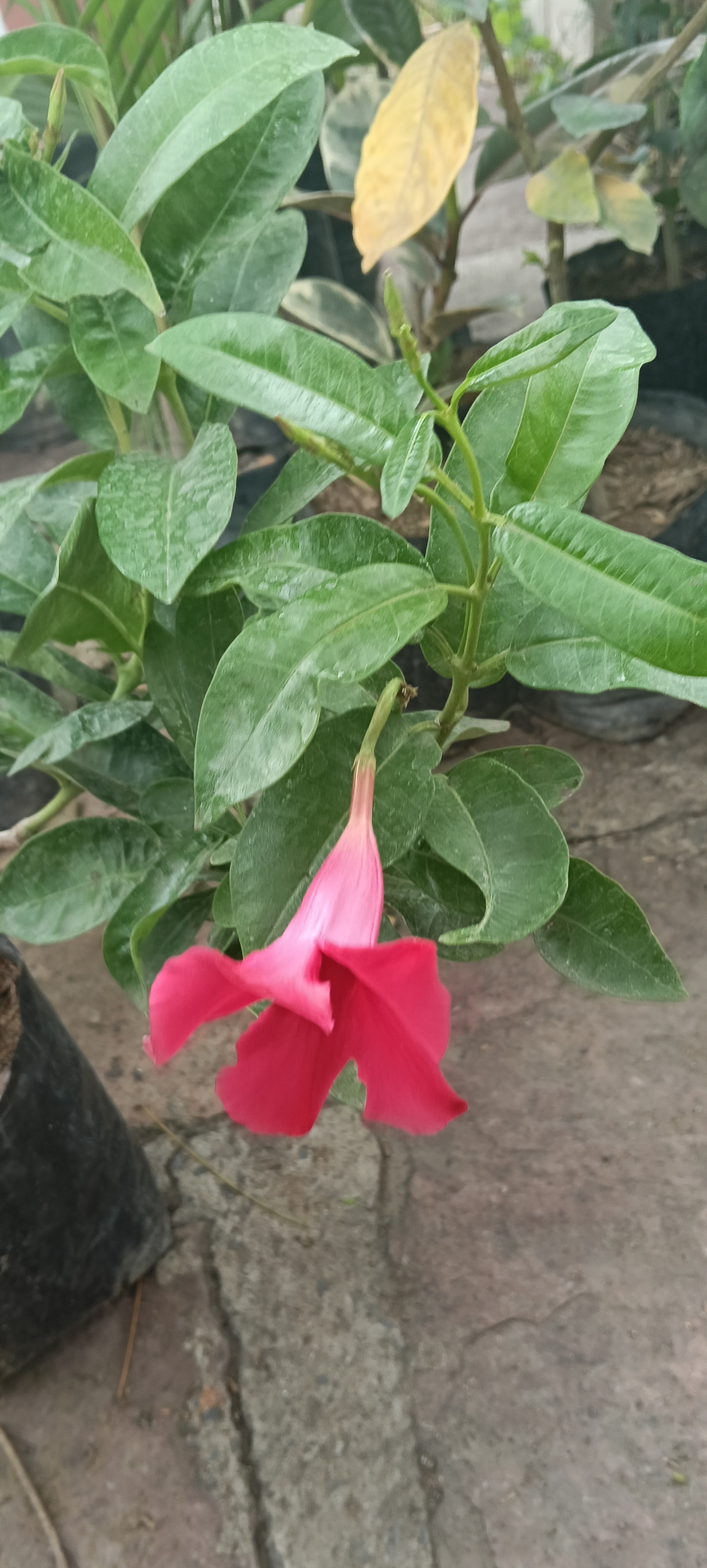 Pink Blooming Plant