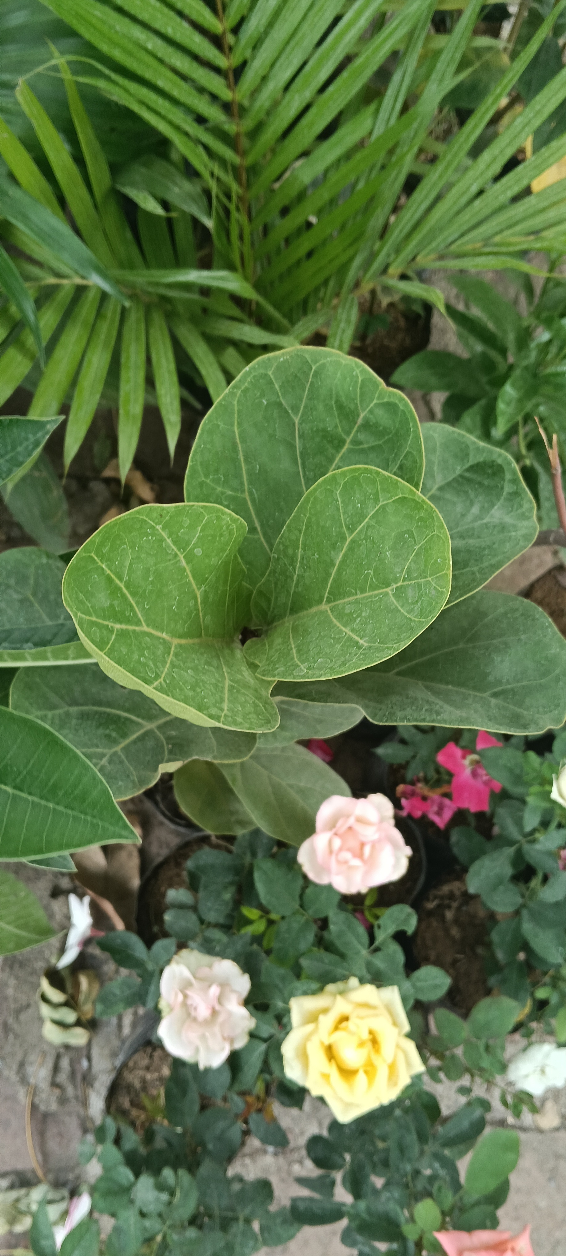 Assorted ficus Potted Plants