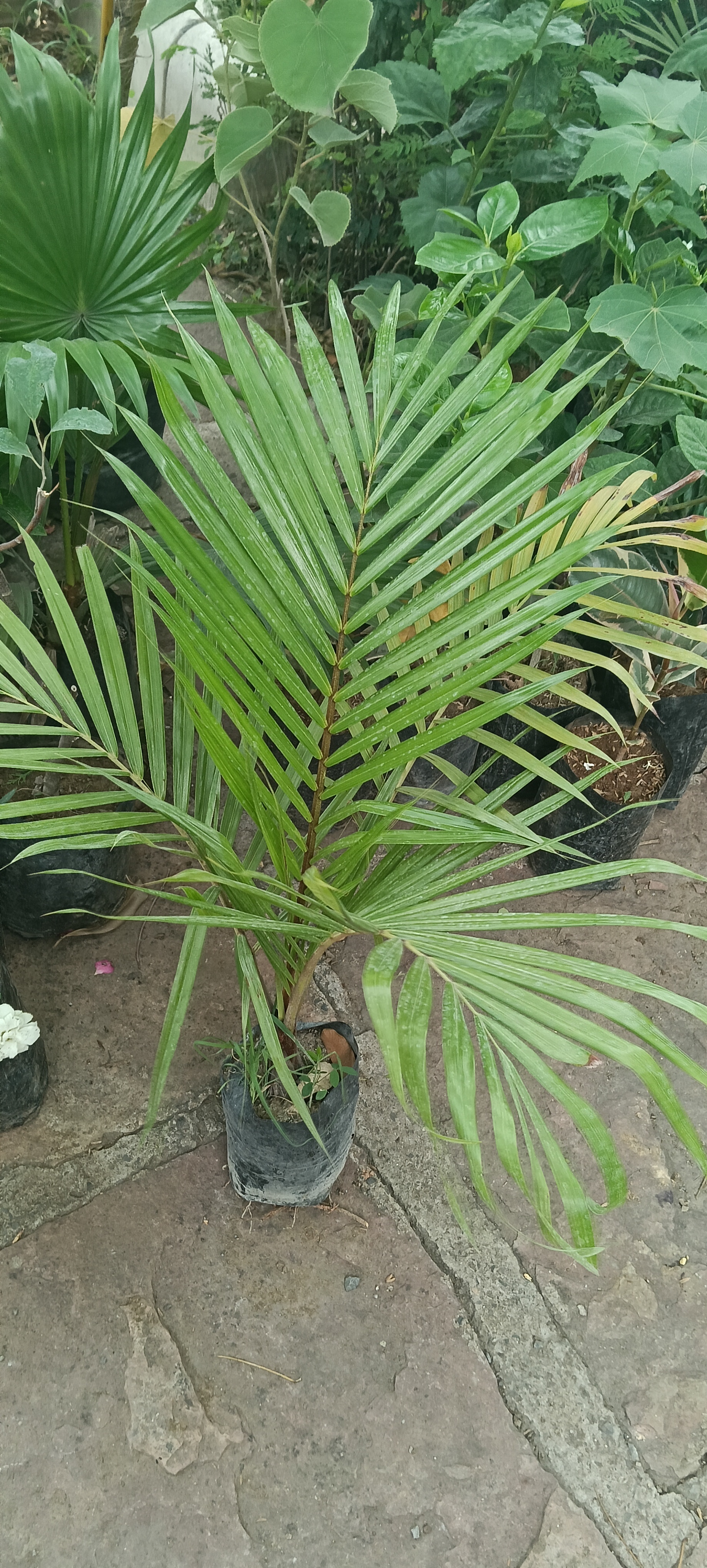Areca Palm Plant