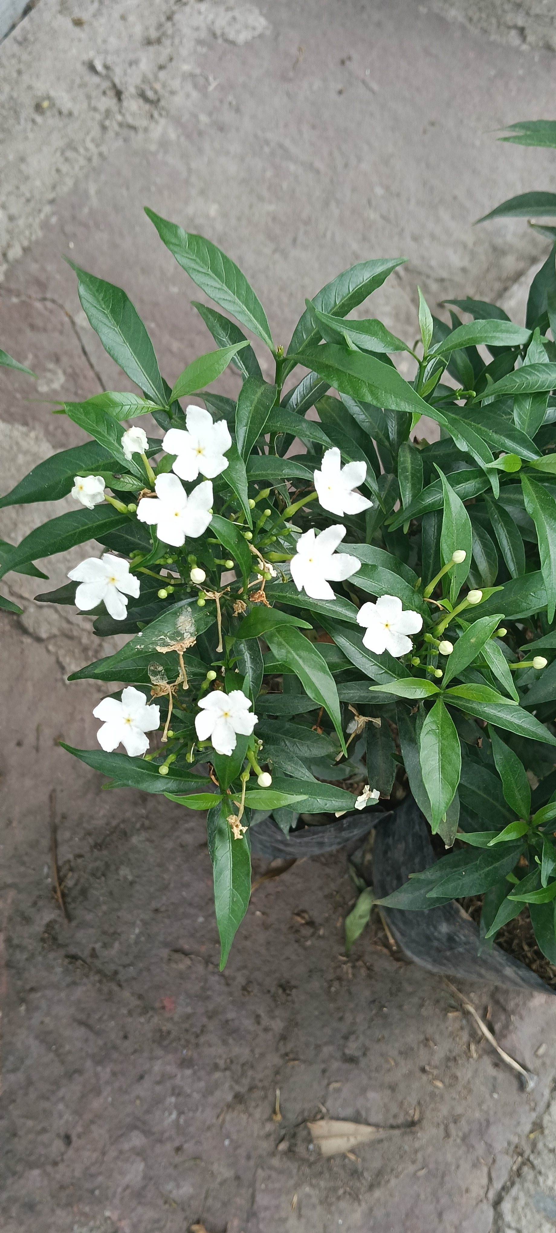 Chandani White Flowering Plant
