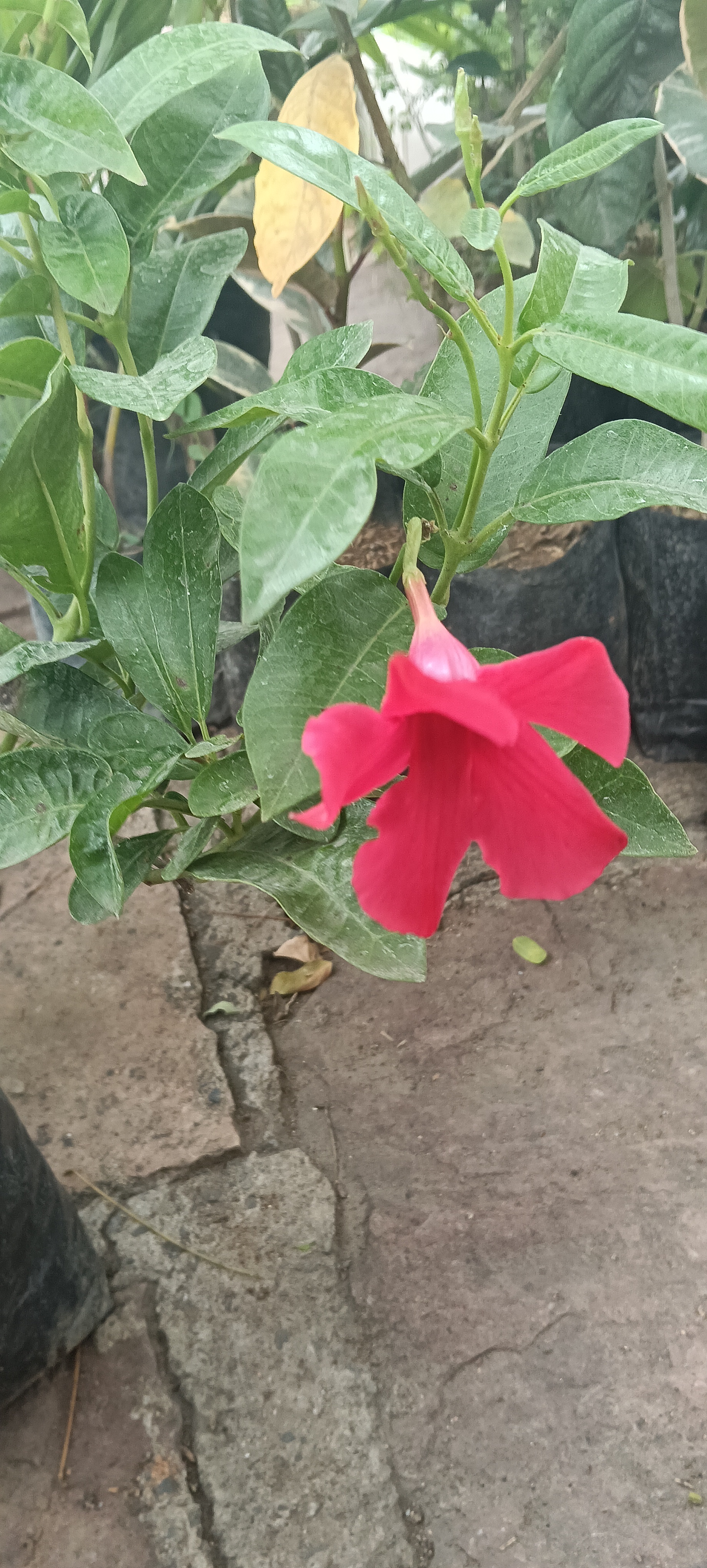 Red Mandevilla Plant