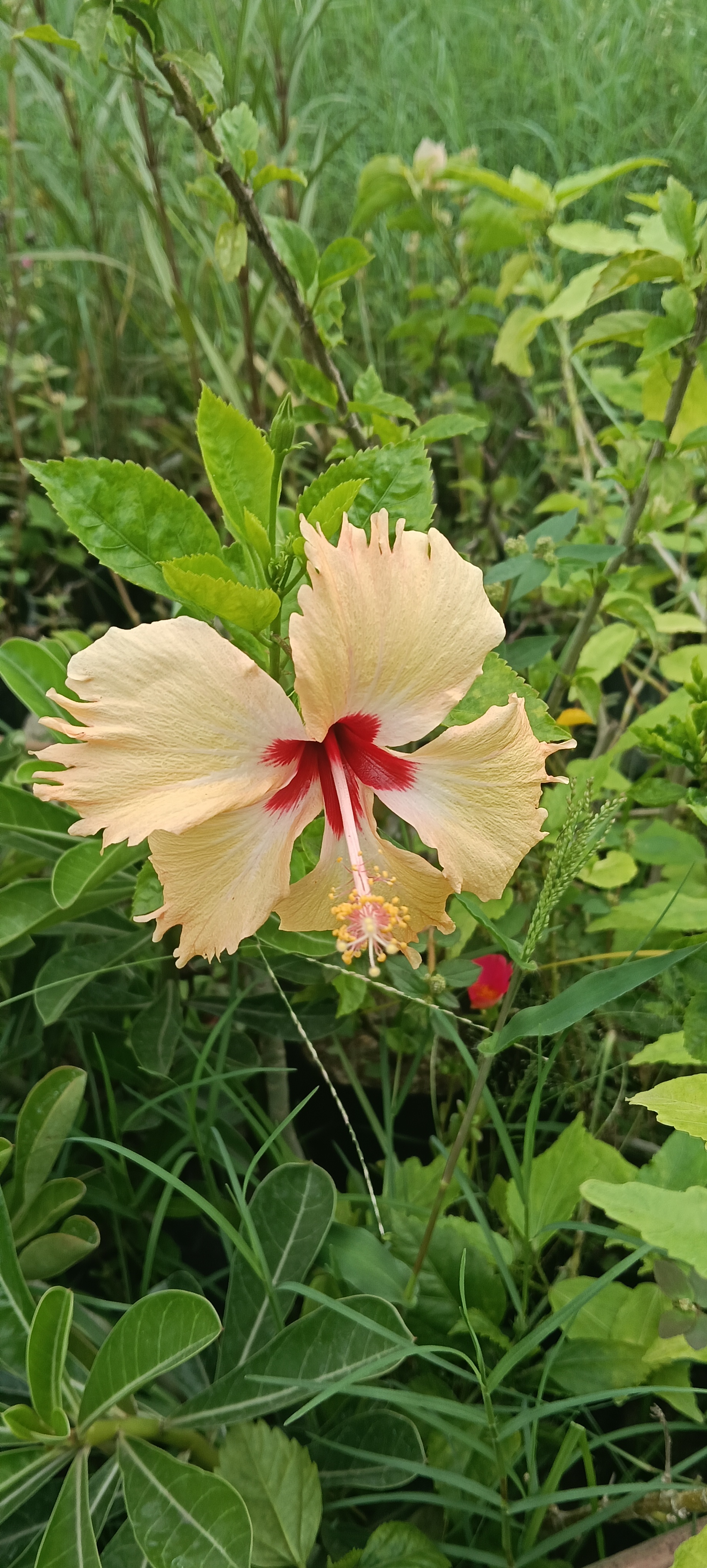 Hibiscus Flower