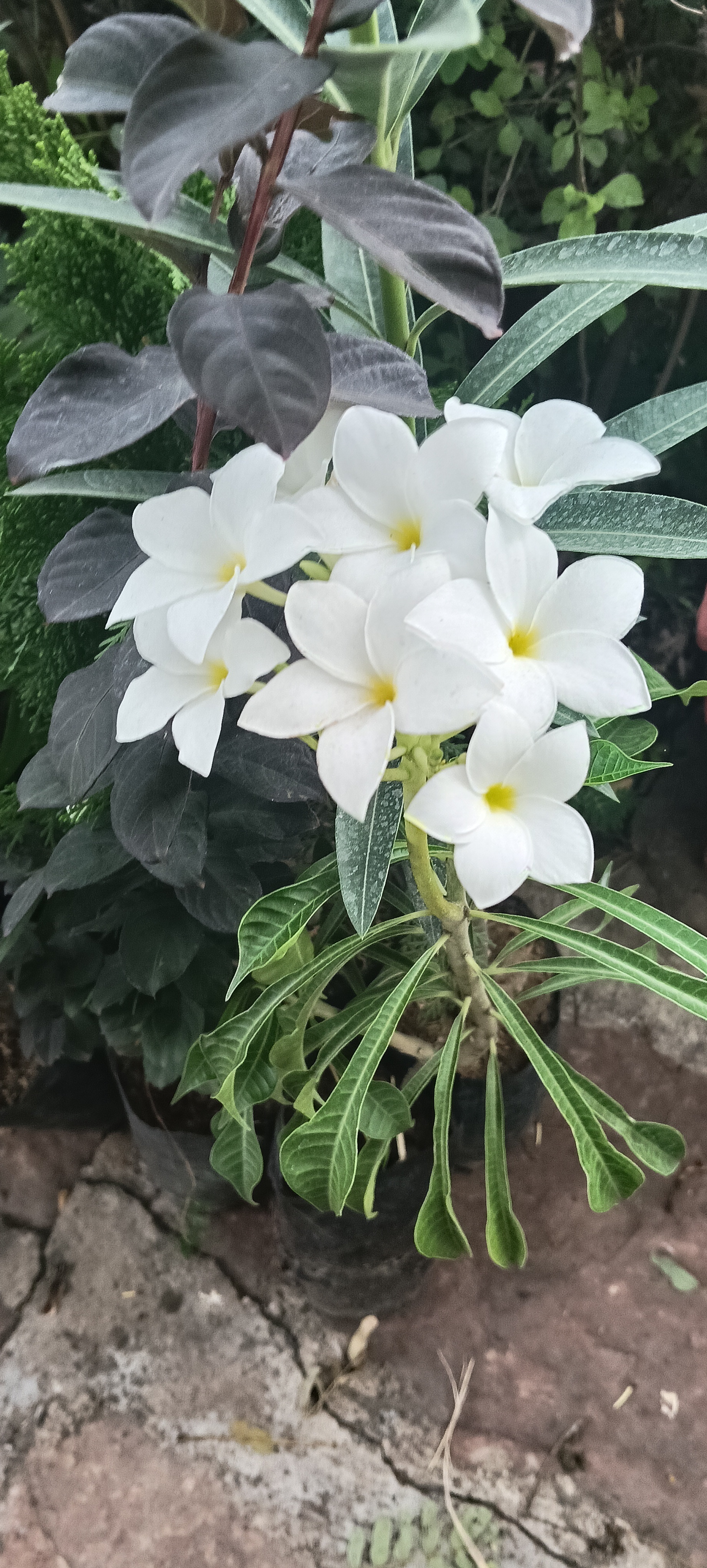 White Plumeria Plant