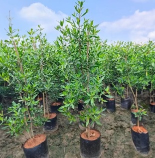Conocarpus, specifically Conocarpus lancifolius
