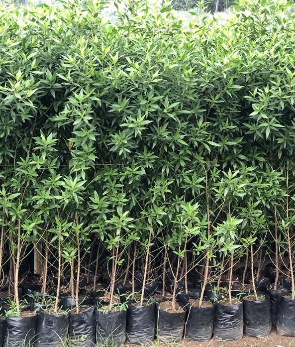  Conocarpus, specifically Conocarpus lancifolius
