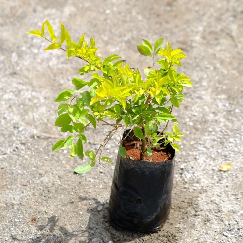 Golden Duranta Plant