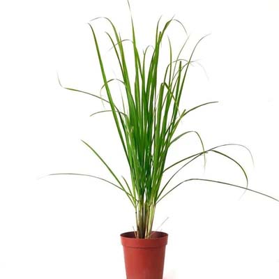Lemongrass Plant