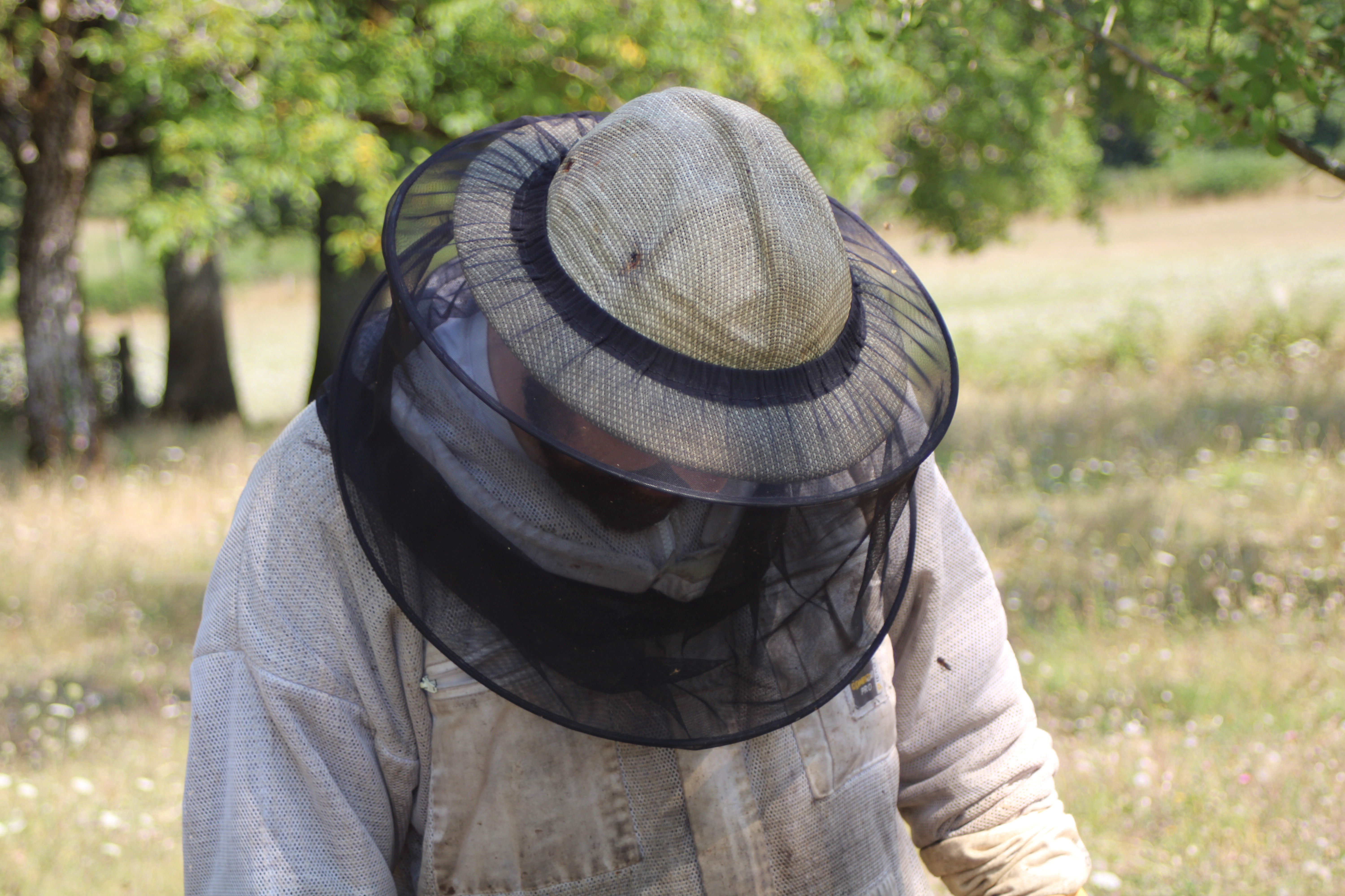 Sous le soleil des ruches