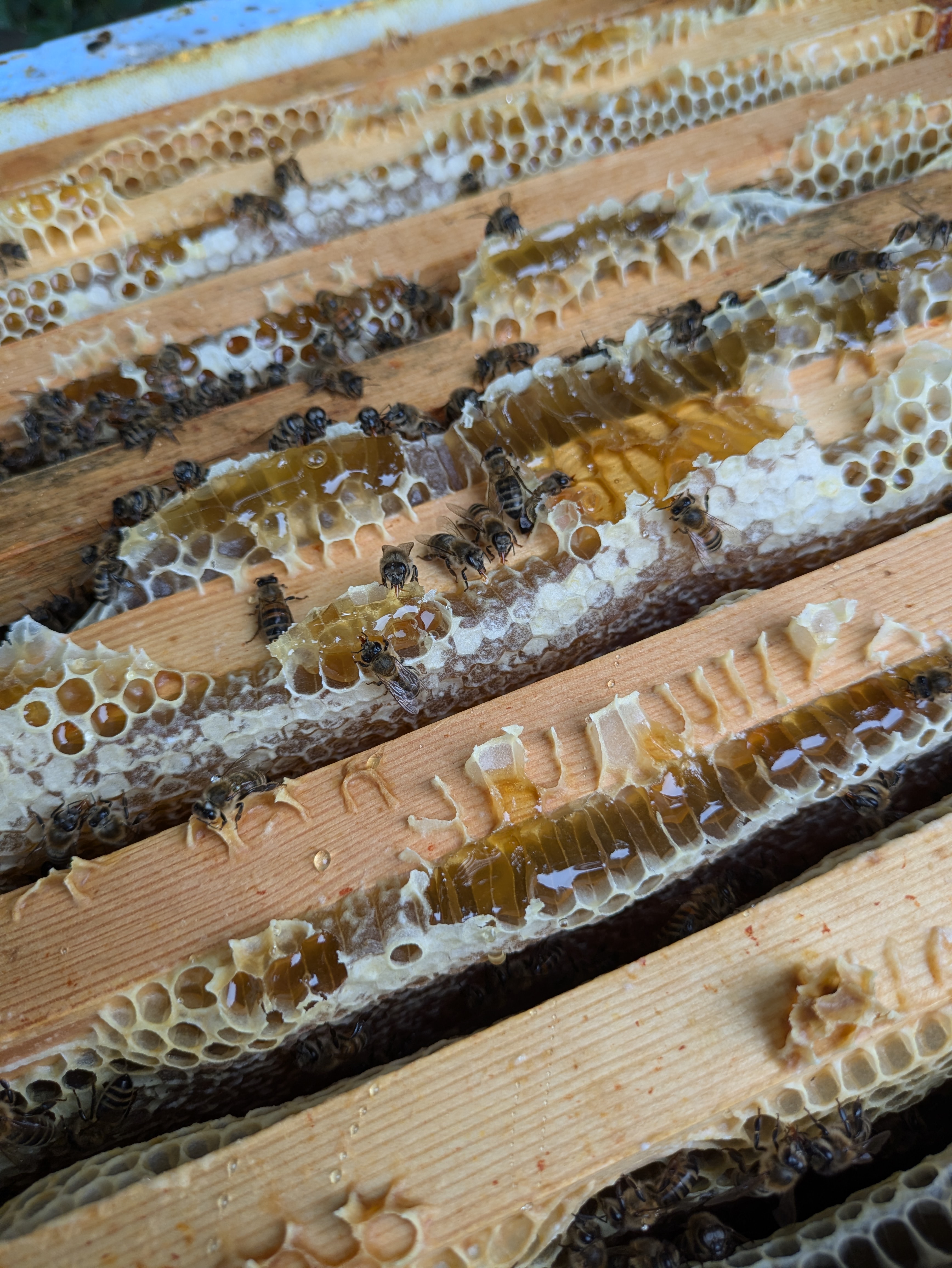 Chaddesley Nature Reserve Apiary
