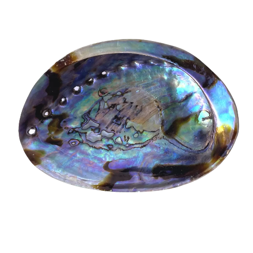 Natural Abalone Shell - 5-6 Inch