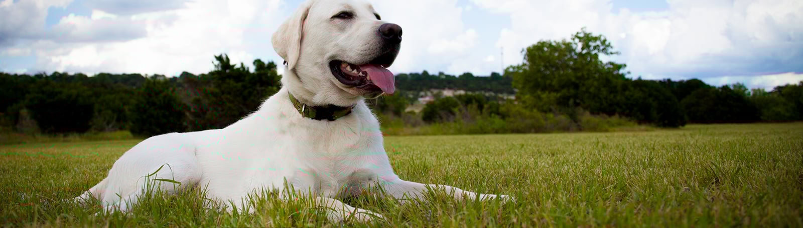 Labrador Retriever