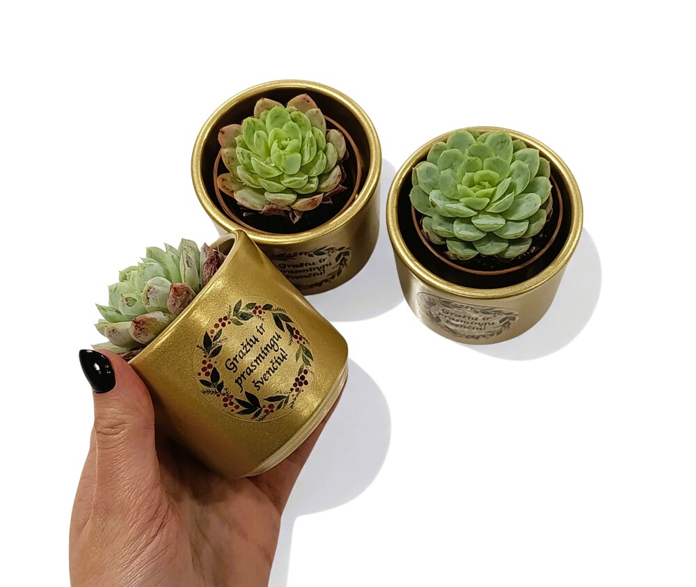 Sukulentas vazonėlyje „Gražių ir prasmingų švenčių“