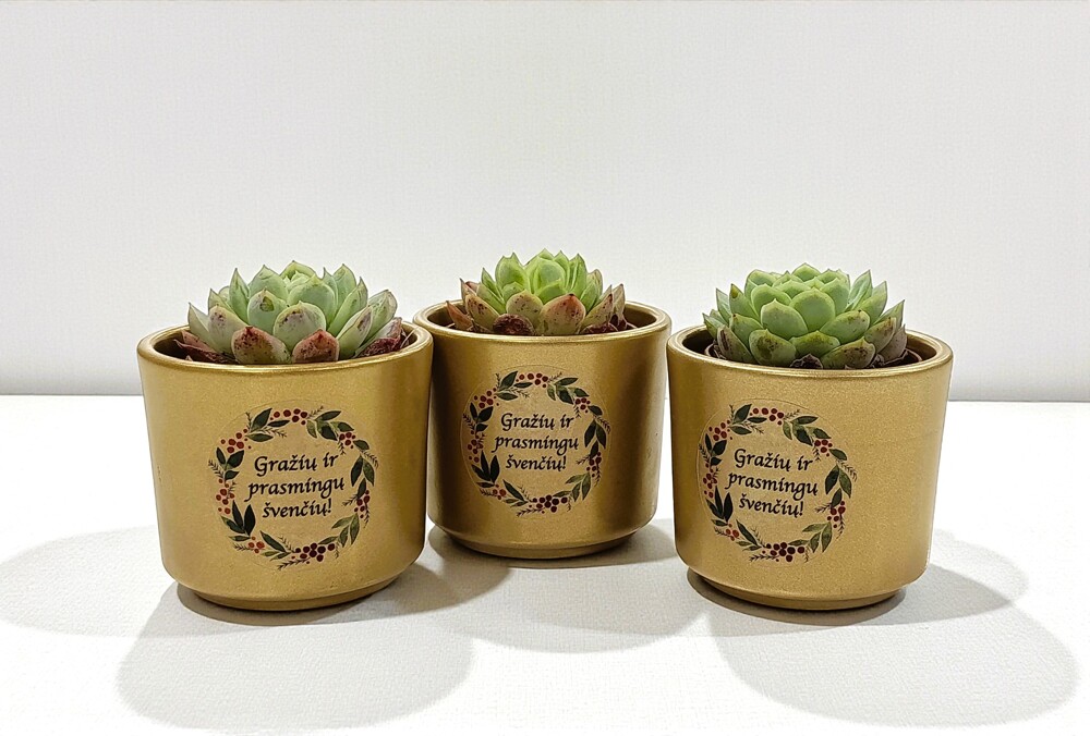 Sukulentas vazonėlyje „Gražių ir prasmingų švenčių“