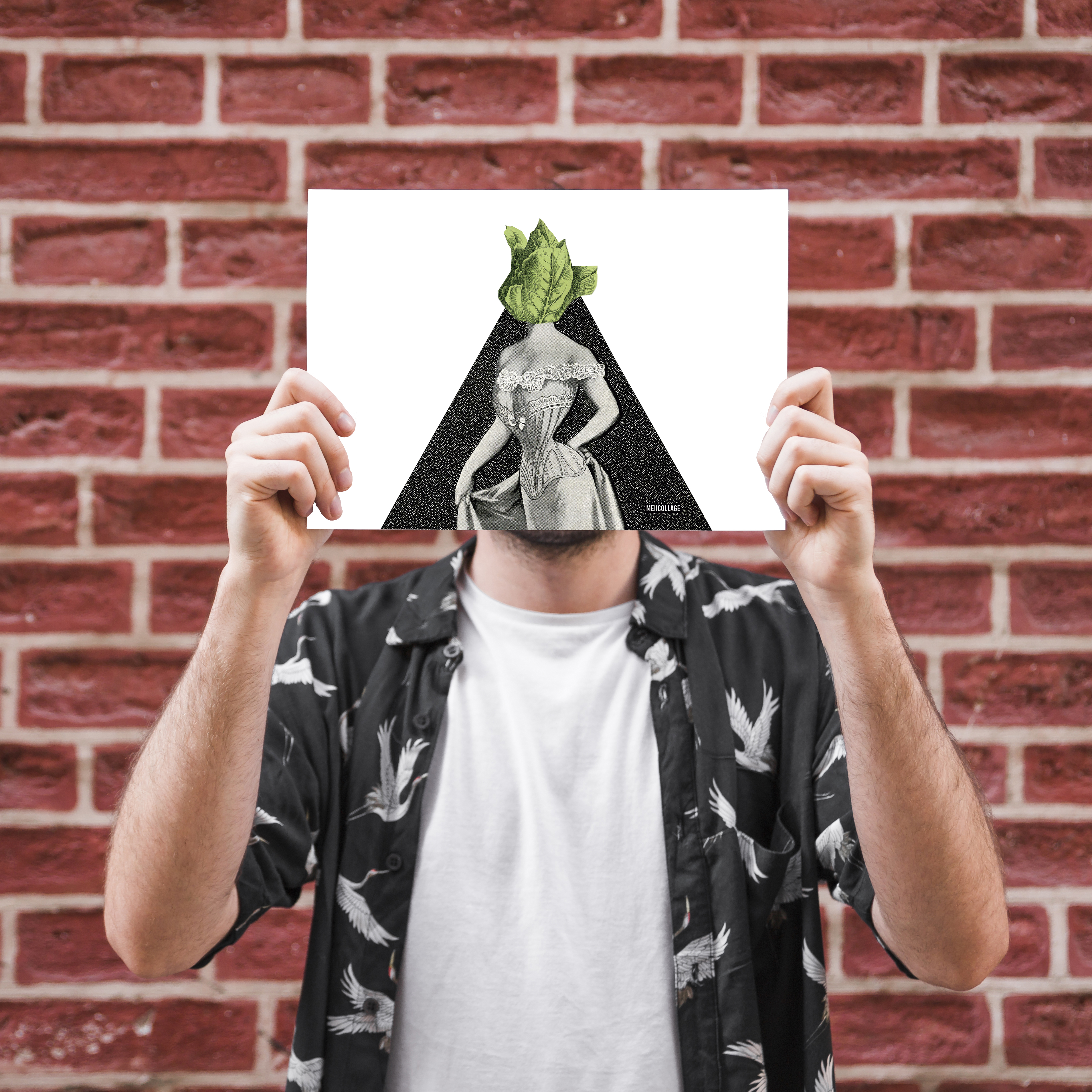 Lechuga - Lámina A4