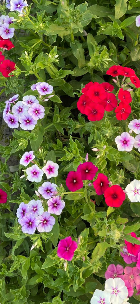 Phlox Art Shades Mixed
