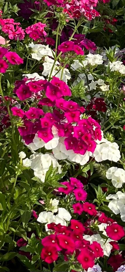 Phlox Beauty Mixed