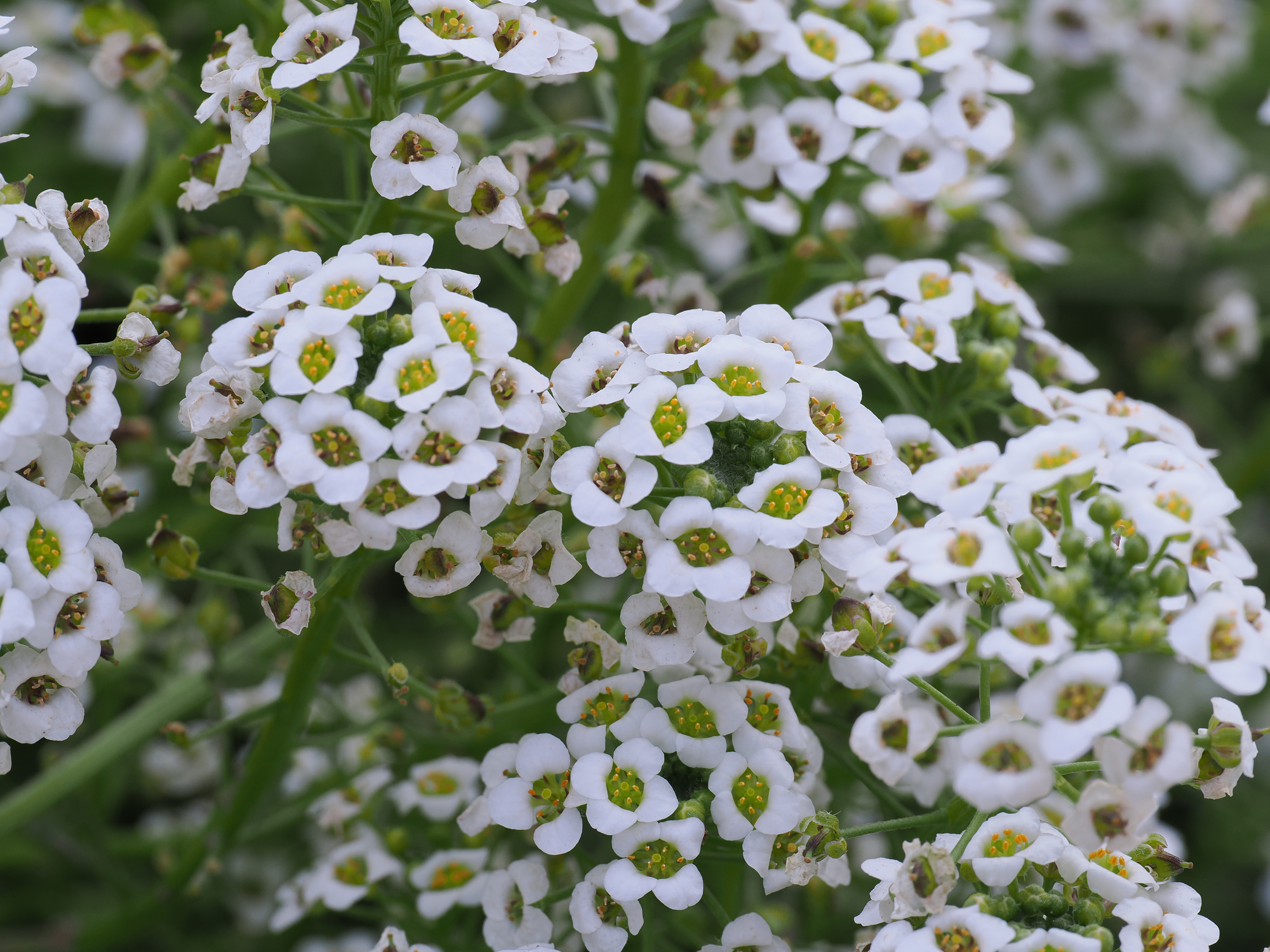 Alyssum Snowcloth