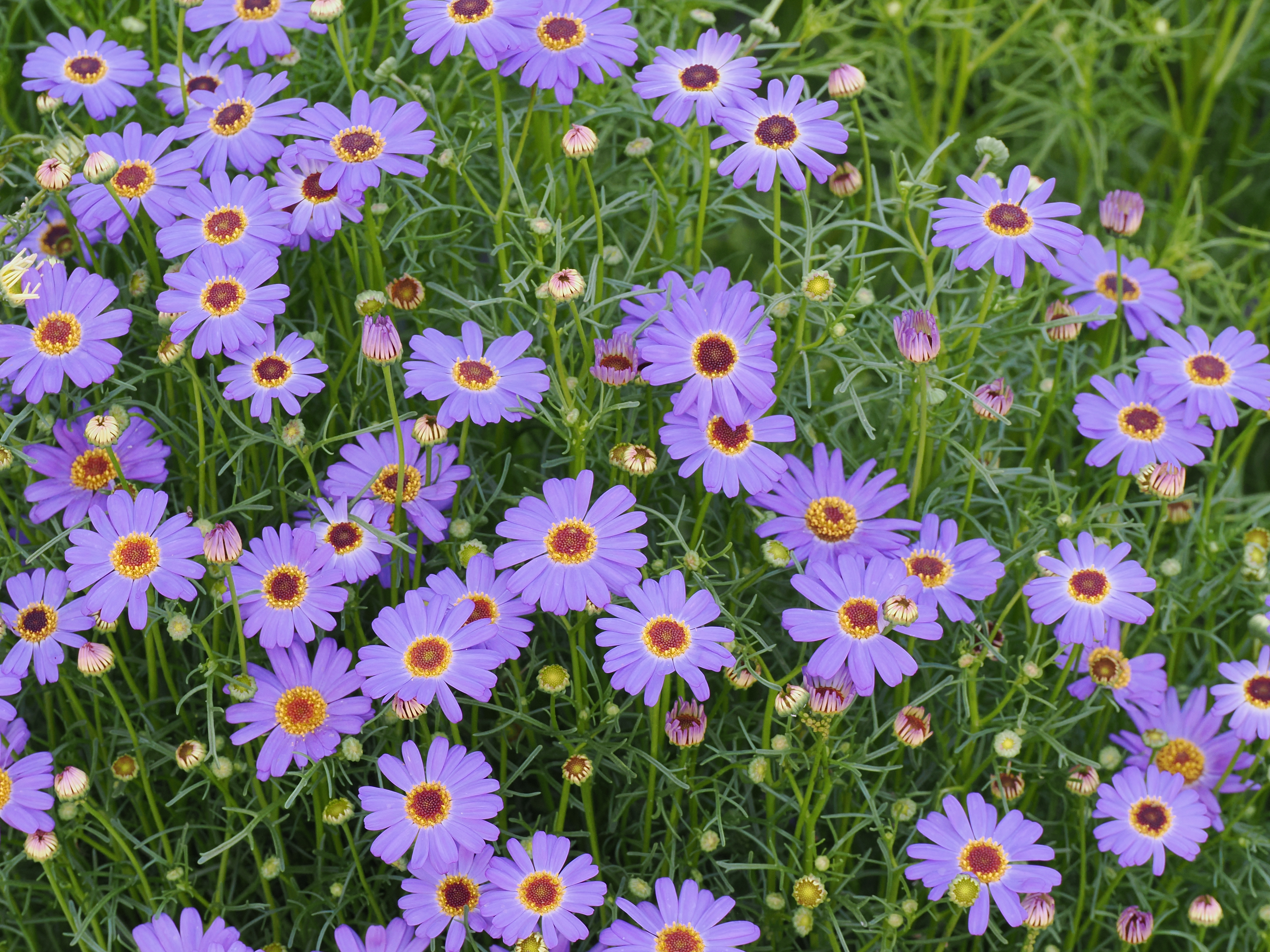 Brachyscome Blue