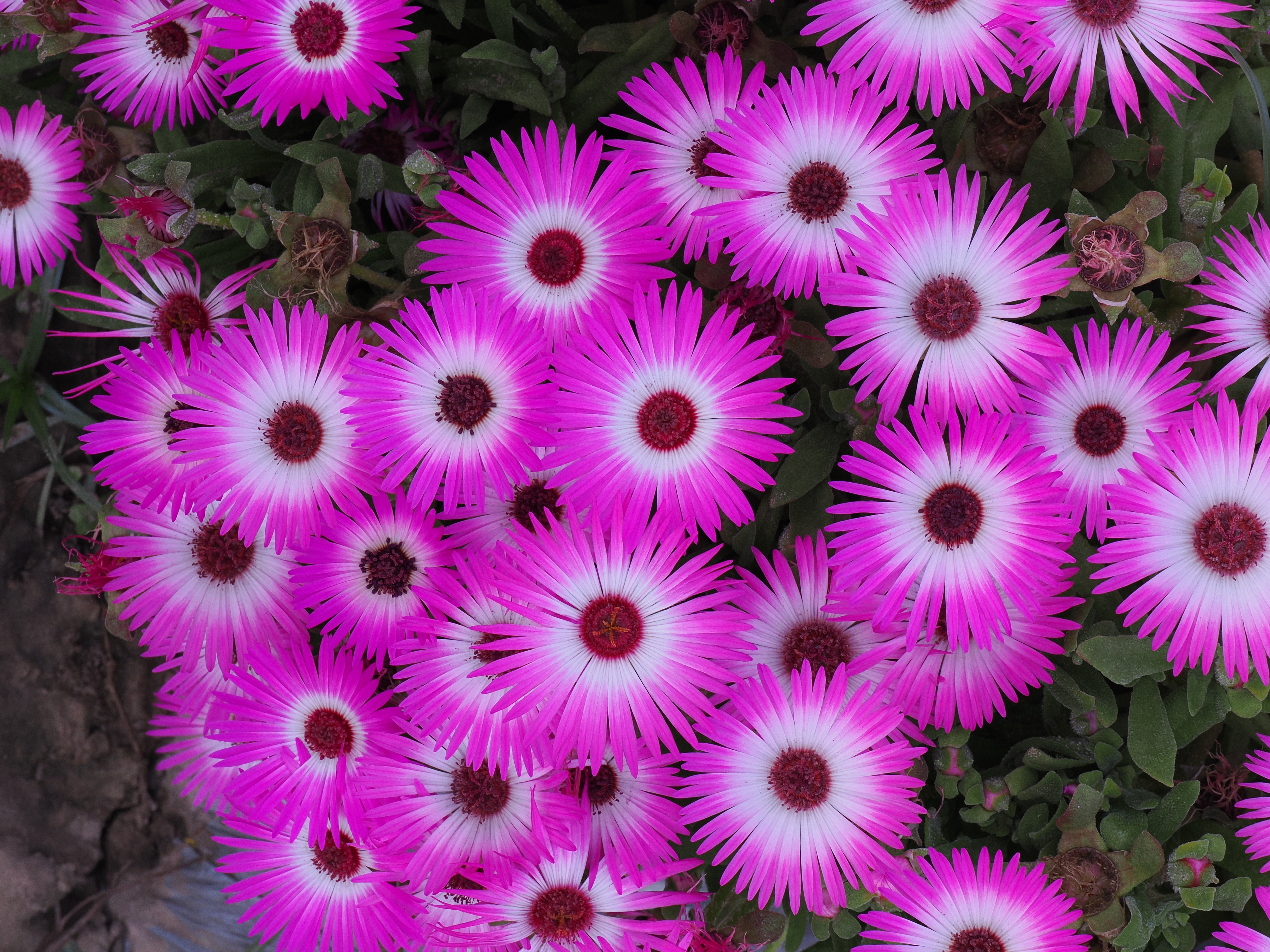 Mesembryanthemum