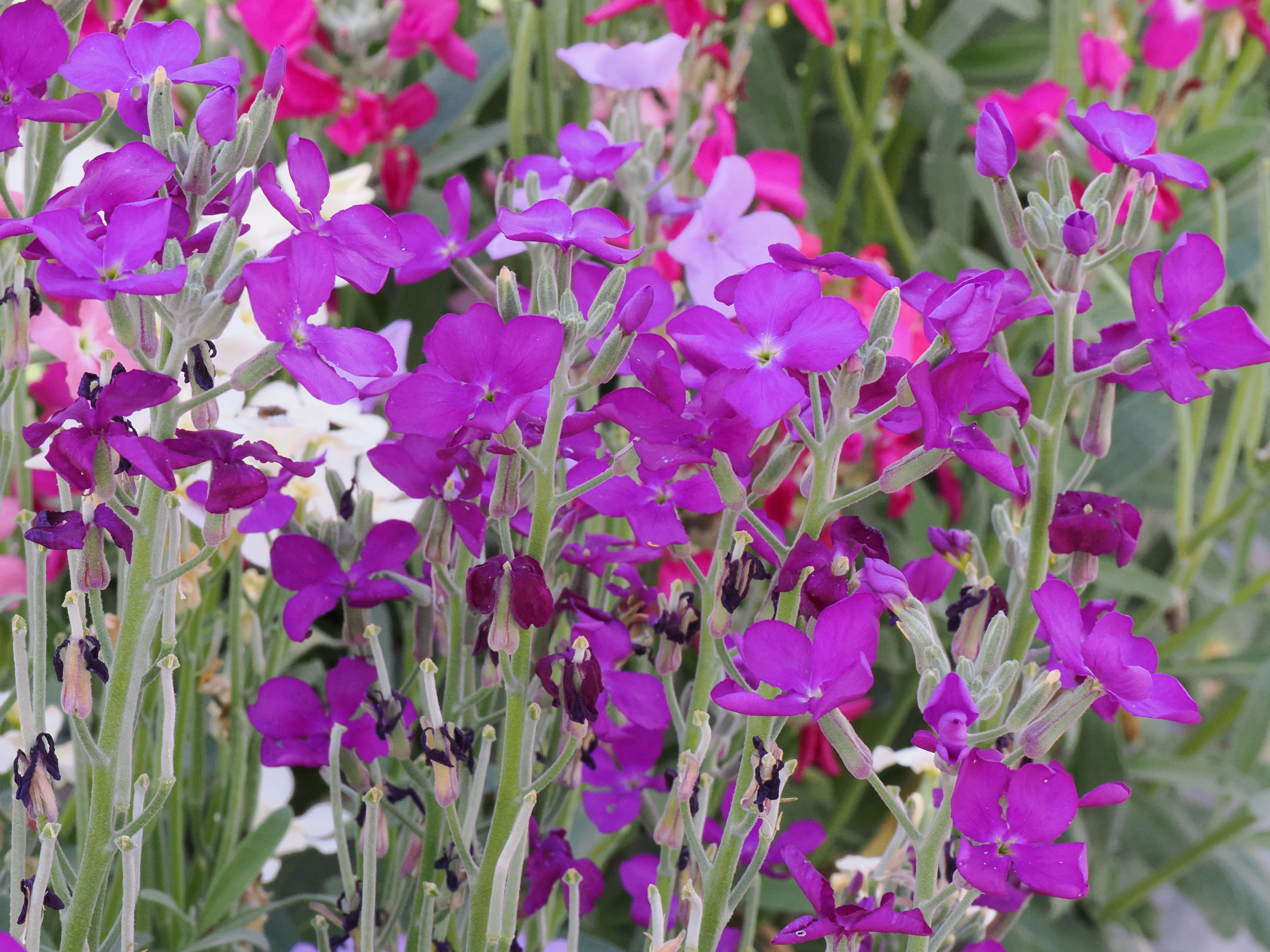 Matthiola Dwarf Mixed