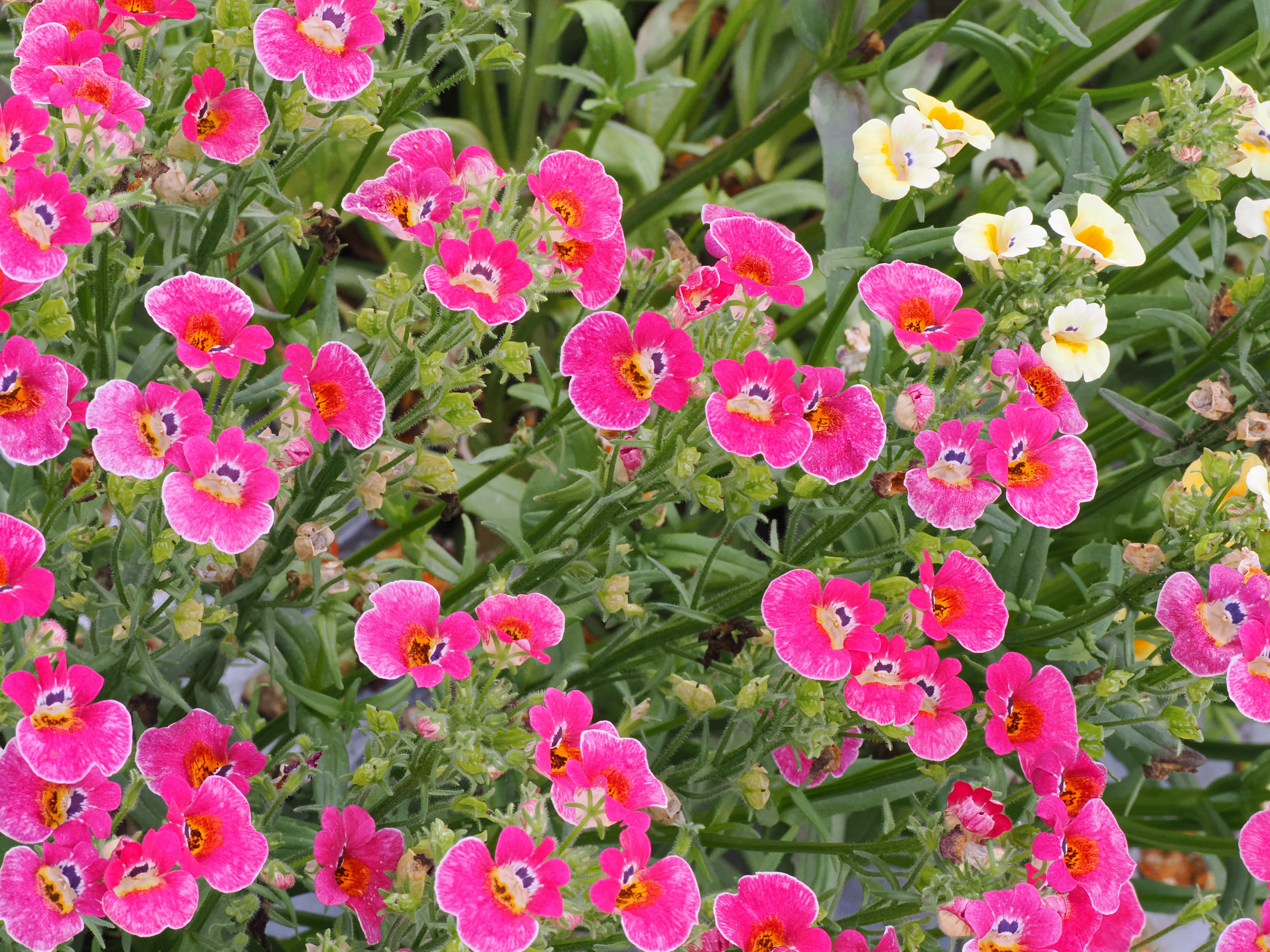 Nemesia Mixed