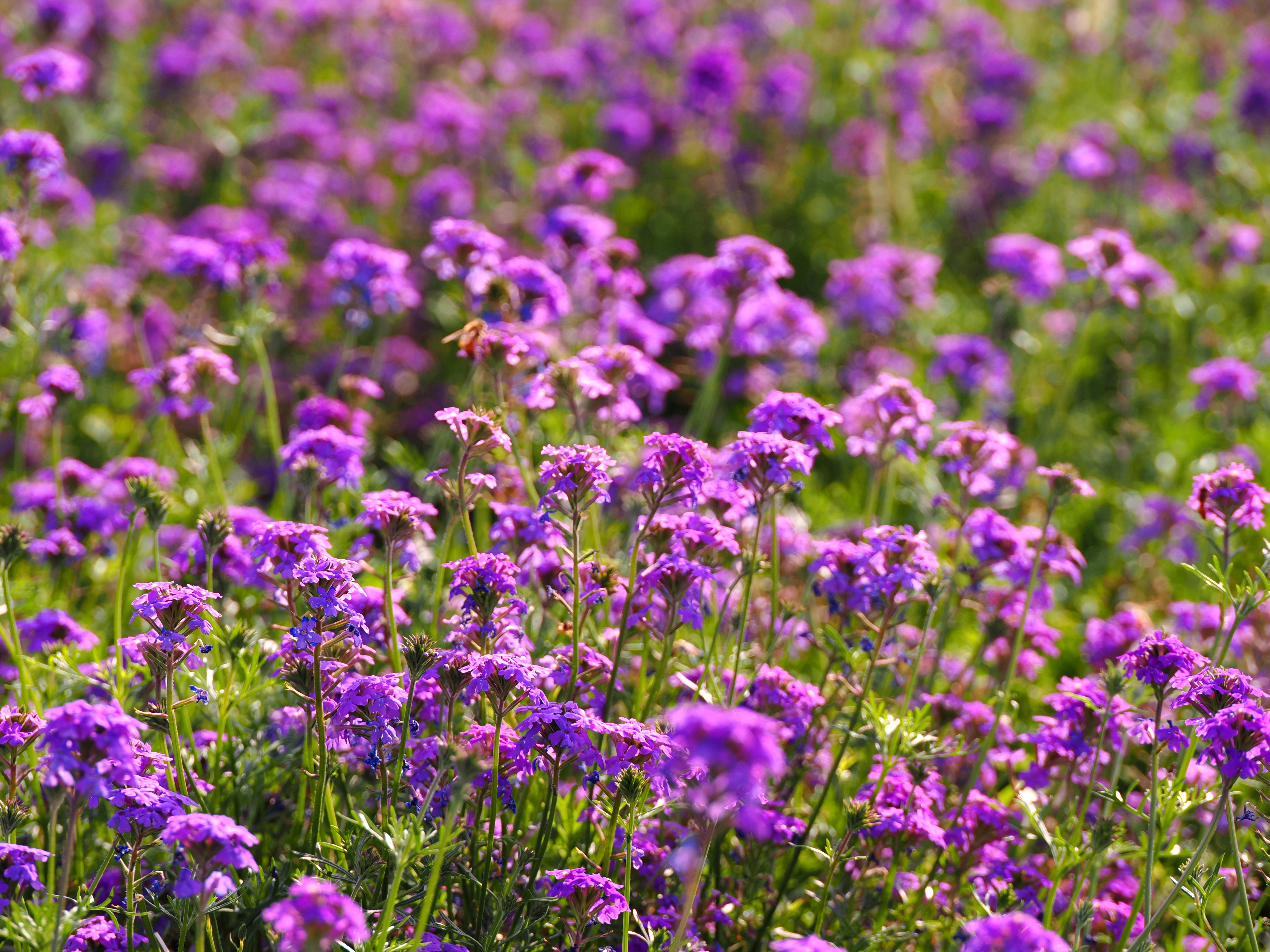 Verbena Blue