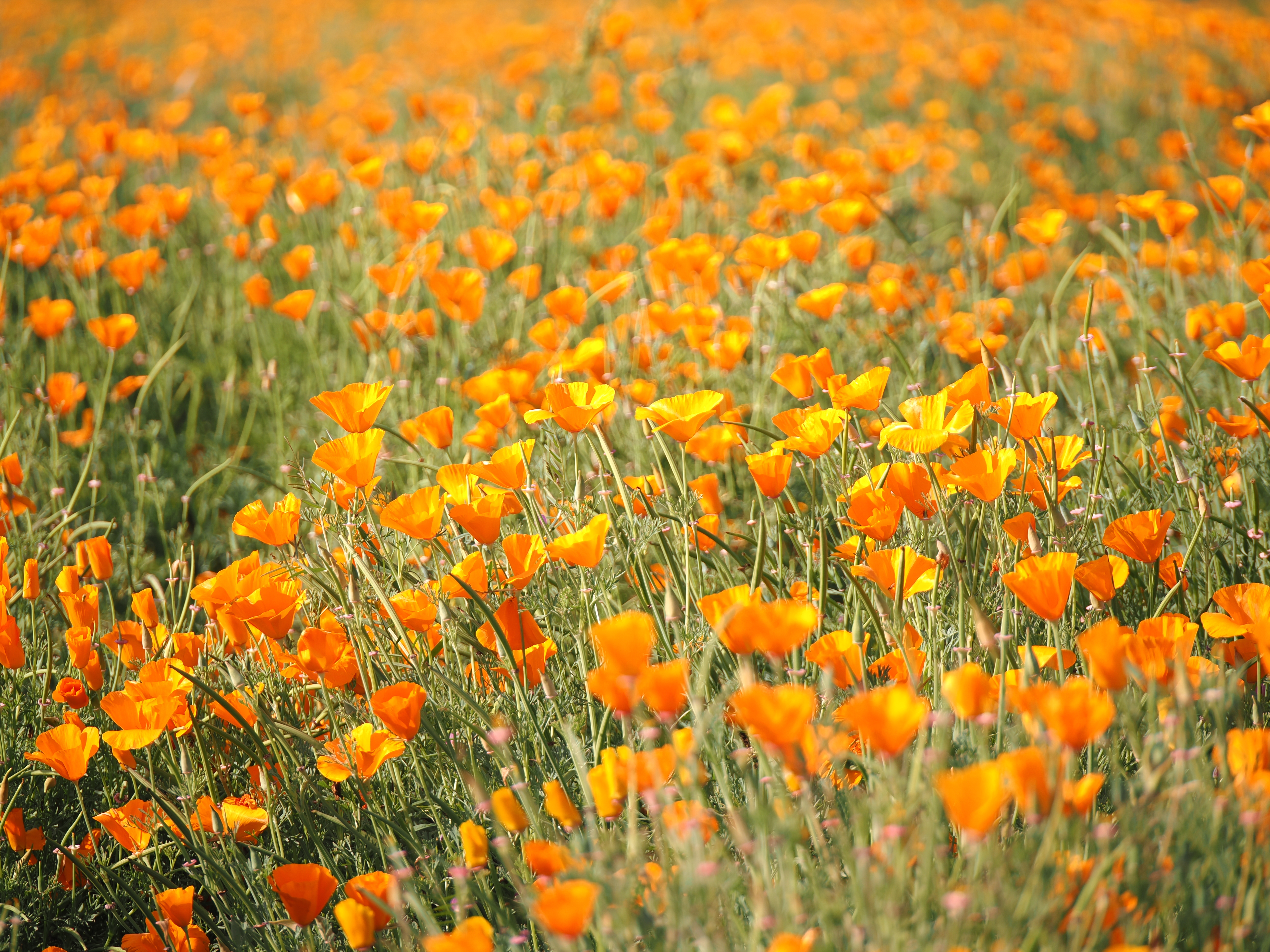 California Poppy Orange