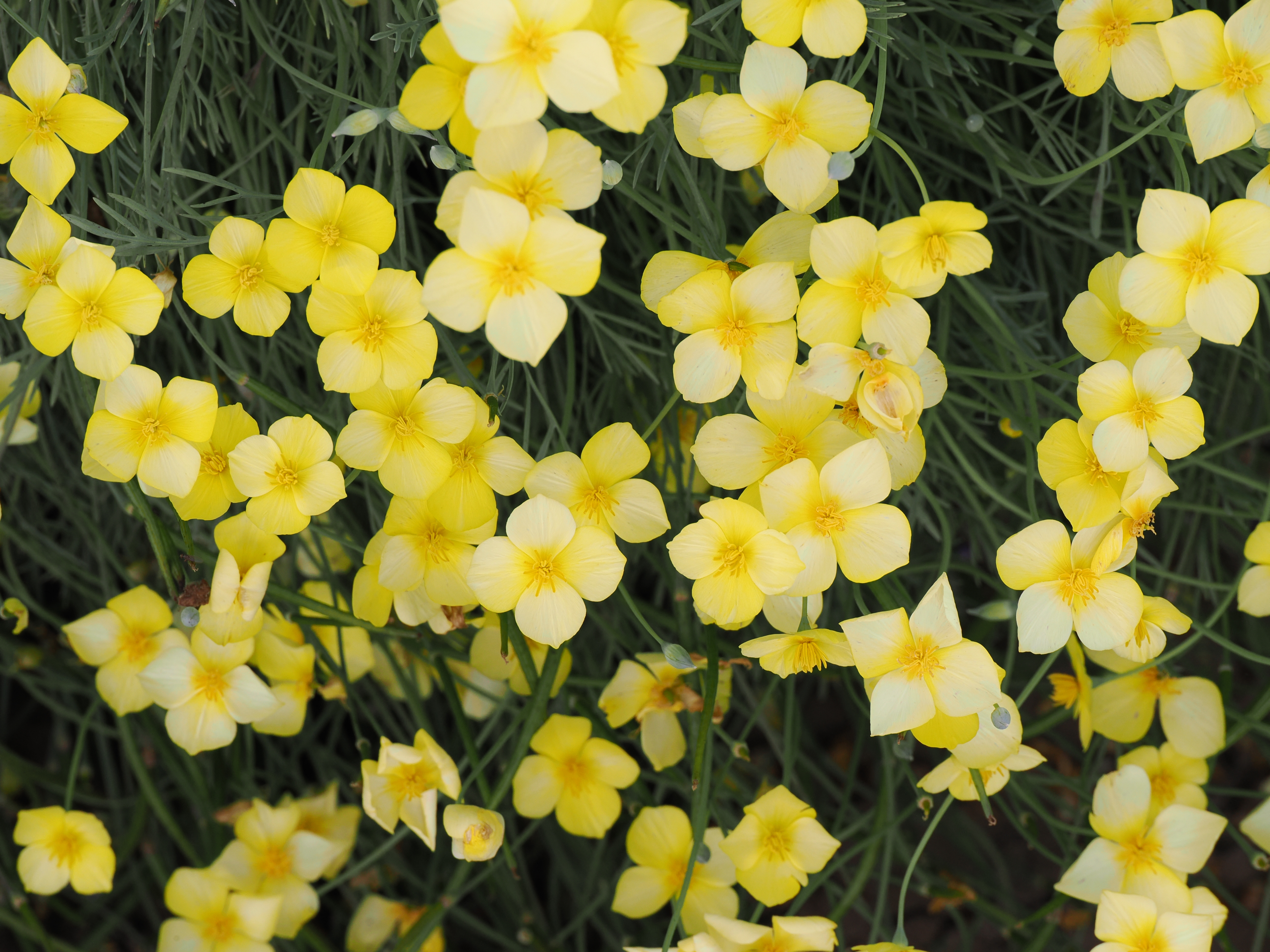 California Poppy Golden West