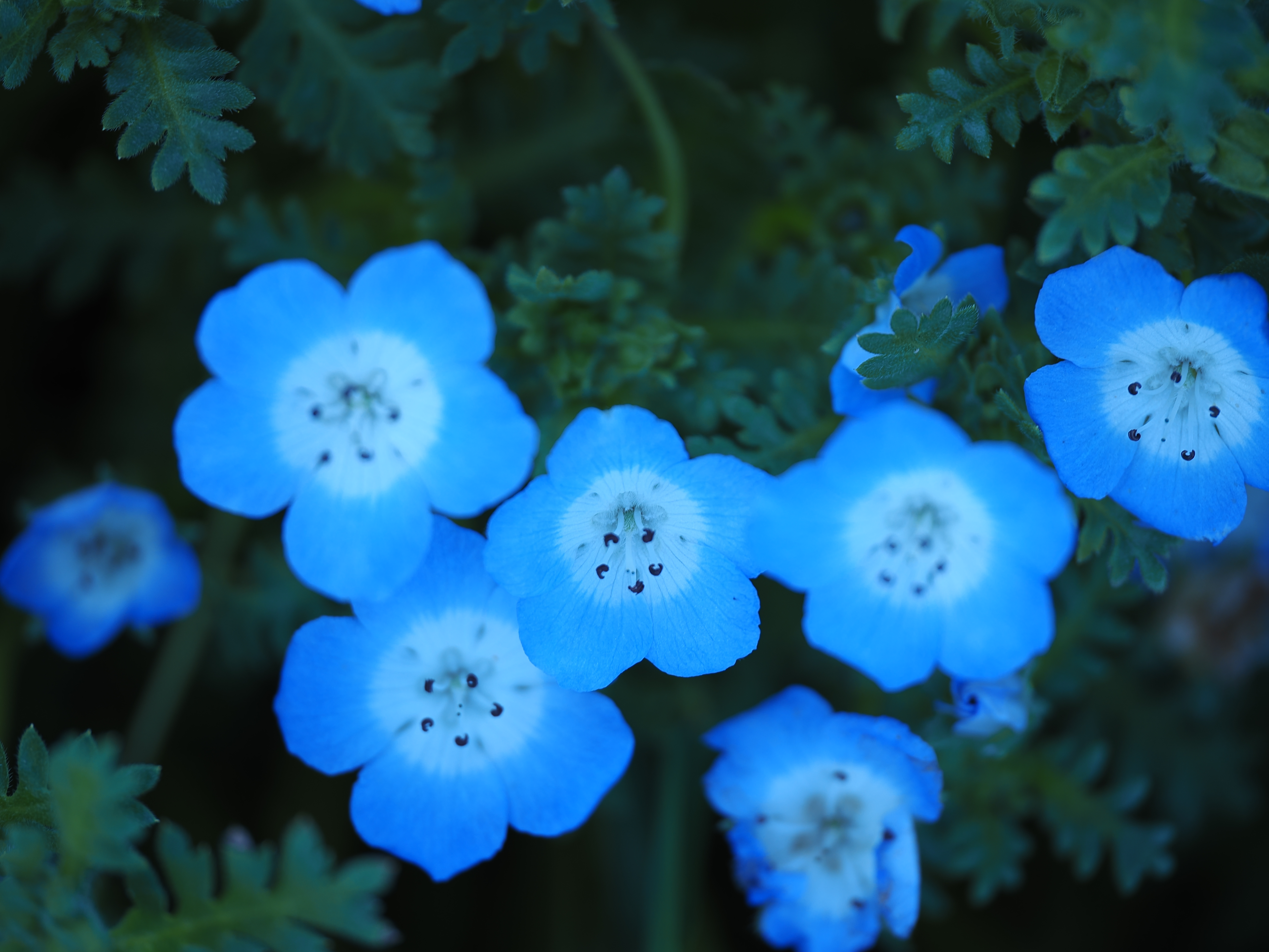 Nemophila Menziesii
