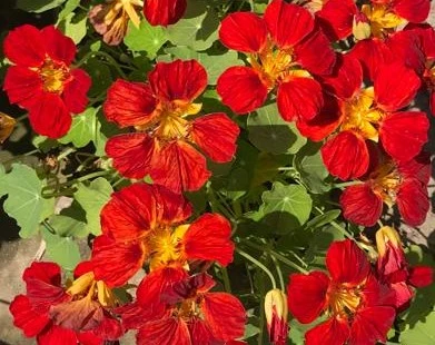 Nasturtium Empress Of India