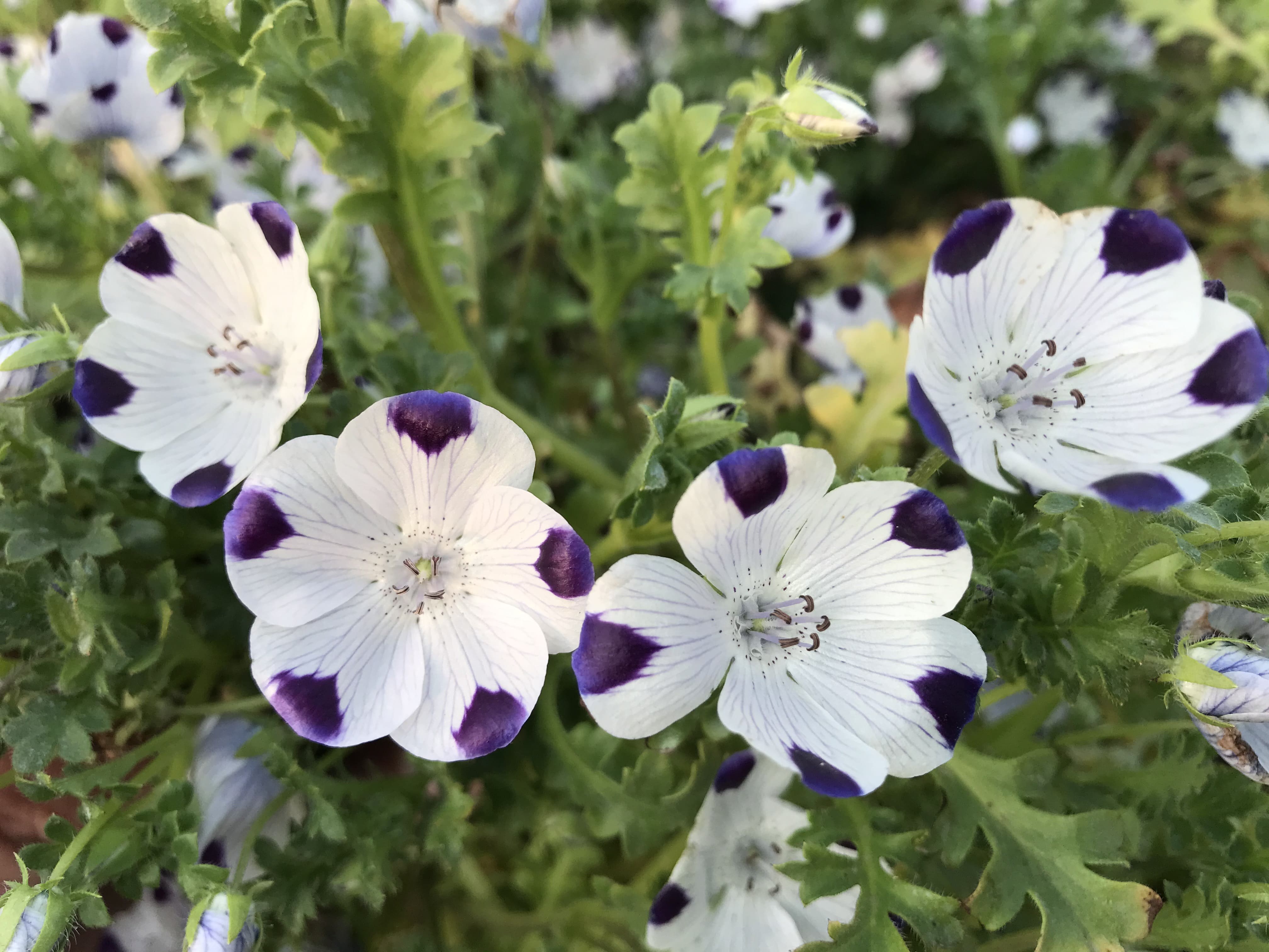 Nemophila Five Spot
